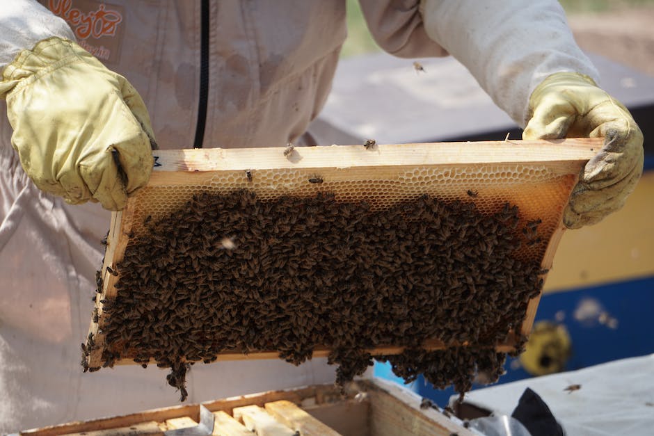  Geld verdienen durch Bienenzucht
