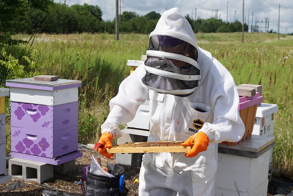 Geld verdienen mit Bienenzucht